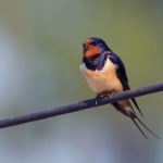 barn swallow sitting on an electric cable